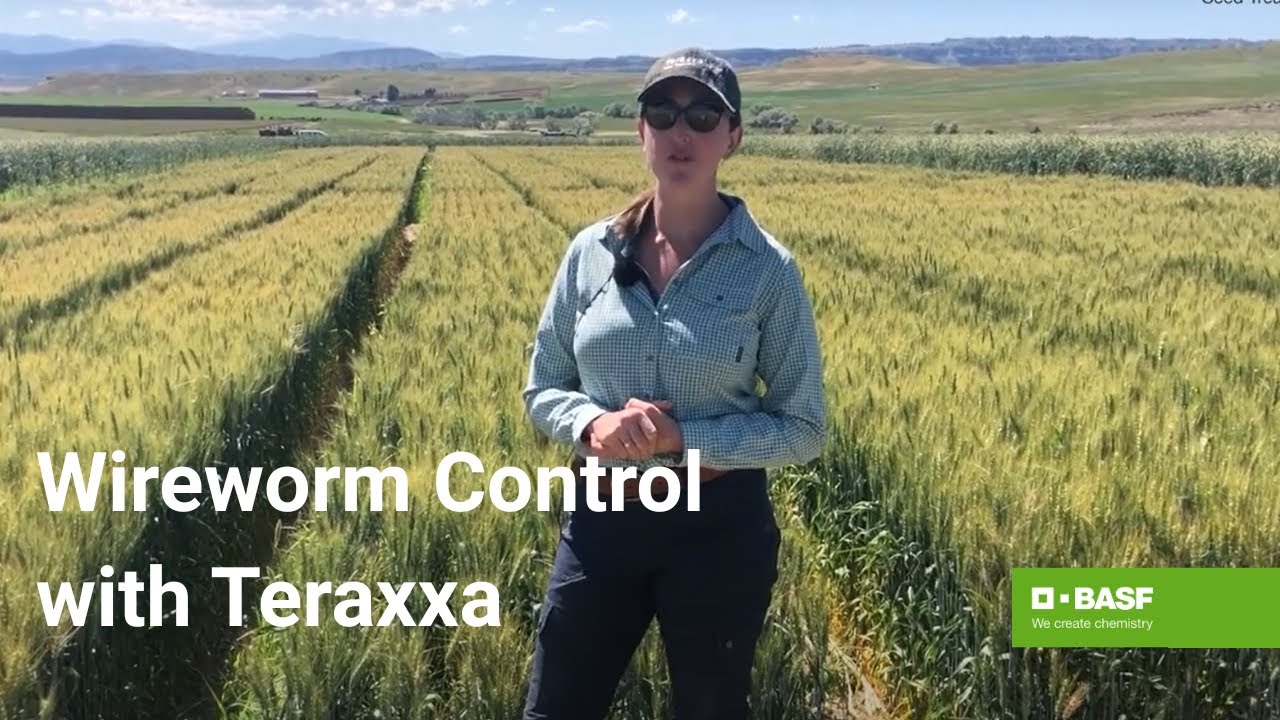 Reddy Anna ID: Understanding Its Impact, Benefits, and Community Initiatives